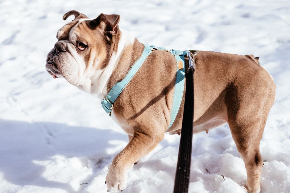 A happy dog wearing a step-in harness ready for a walk in a sunny park.